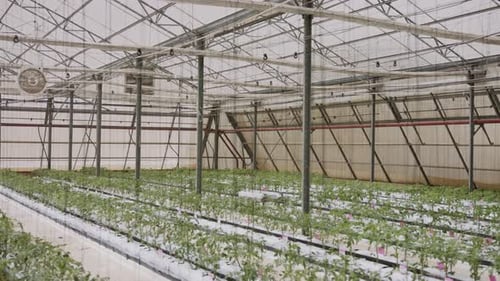 Jeunes plants de tomates poussant dans une serre à grande échelle dans des conditions contrôlées