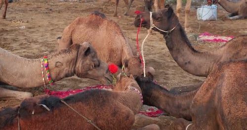 Des
chameaux à la foire aux chameaux de Pushkar Mela sur le terrain, mangeant de la mastication au lever du soleil. Pushkar, Rajasthan
