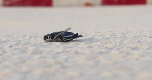 Baby Schildkröte krabbelt auf Sand ins Wasser