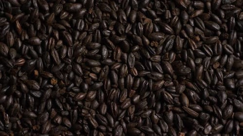 dose rotativa de cevada e outros ingredientes de fabricação de cerveja - BEER BREWING