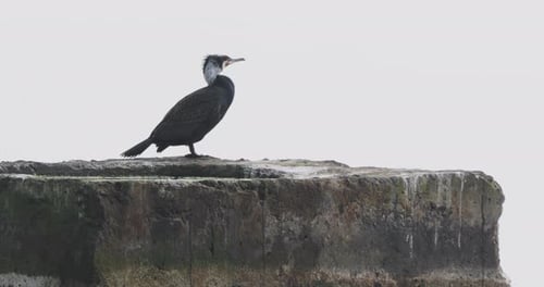 Le phalacrocorax ou cormoran repose sur la roche sur l'eau