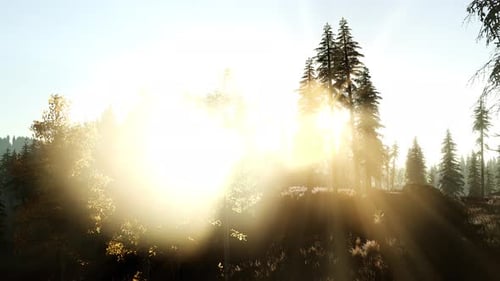 Sun Beams Through Trees