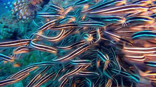 Striped Catfish