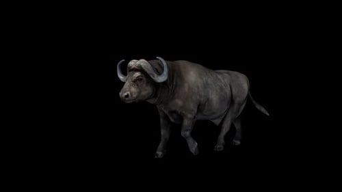 Realistic 3D Animated Buffalo Walking with Alpha Channel