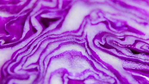 Abstract Pattern of Purple Cabbage Close Up