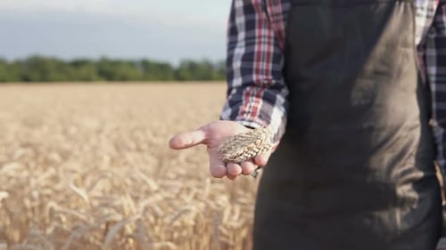 The farmer holds golden ears of wheat in his hand in a wheat field, harvest time.