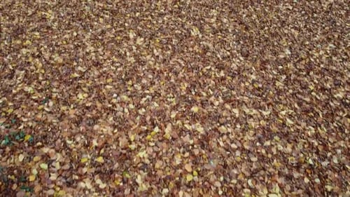 Herbst-Wald 3