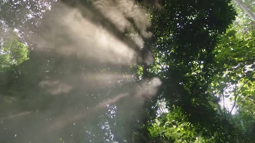 Beautiful Sunlight Rays Pass Through The Trees And Smoke