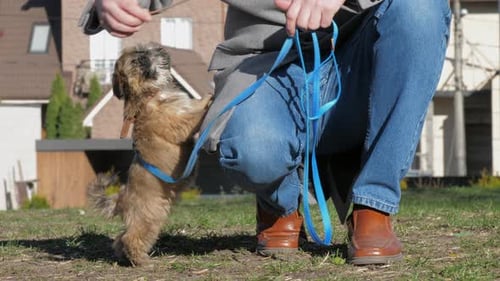 Playful Dog Stands on Hind Legs Outdoors