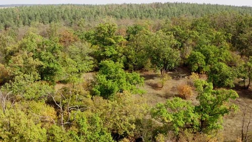 Old trees on the meadow.