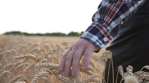 A Farmer Walks Through a Wheat Field at Sunset, Touching his Ears with his Hands