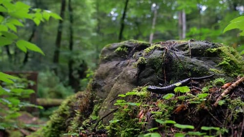 A wild black salamander spotted in a wood in switzerland. It was minding its own business walking ar