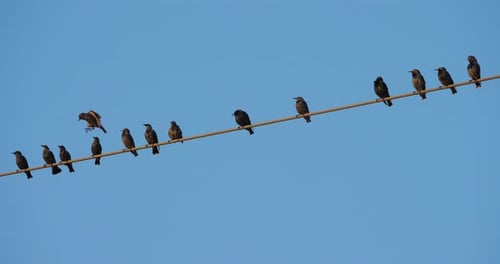 A flock of European starlings (Sturnus vulgaris) roost on overhead wires. Occitanie, France