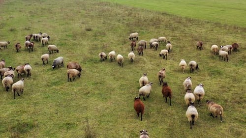 Luftaufnahme einer großen Schafherde auf malerischer grüner und gelber Weide