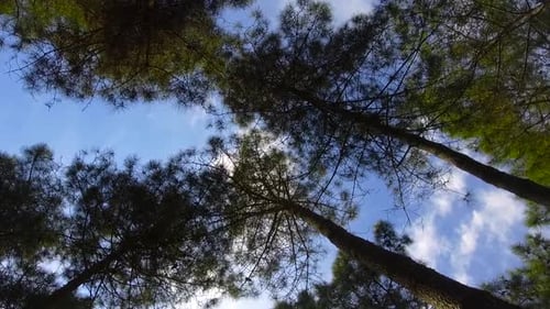 Looking at up Tree