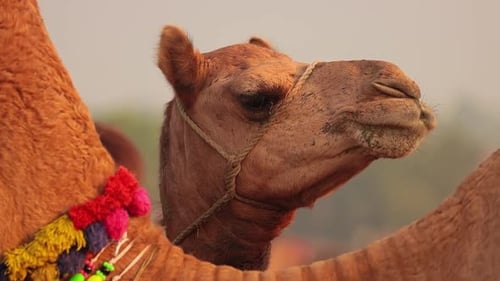 Kamele in Zeitlupe auf der Pushkar-Messe, auch Pushkar-Kamelmesse genannt
