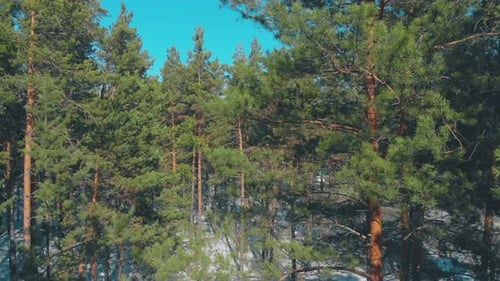 Forêt de pins dense et verte avec neige qui cache la partie supérieure de la route grise
