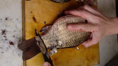 Vidéo sur le nettoyage des écailles de poissons vivants à l'aide d'un couteau, abattage de carassins et de carpes