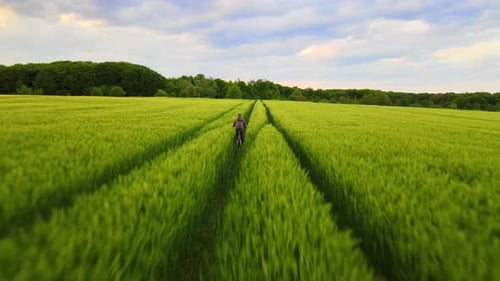 Aerial View of Child Boy Riding Bicycle in Green Wheat Fields on Warm Summer Evening