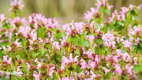 Field of Pink Wildflowers Blooming in Springtime