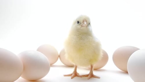 Fluffy Chick Standing Among Eggs on White