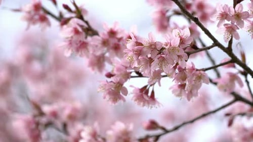 Blooming Pink Flowers on Tree in Spring