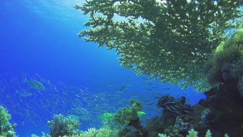 Tropical Fish on Vibrant Coral Reef