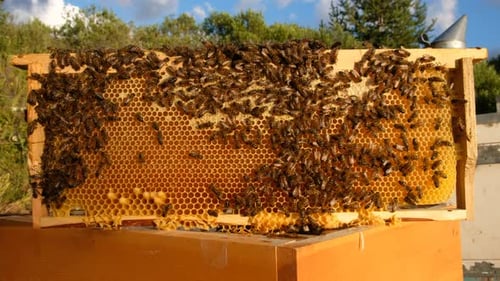 Honey Bees