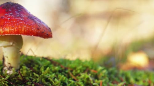 Vibrant Red Mushroom Growing on Green Moss