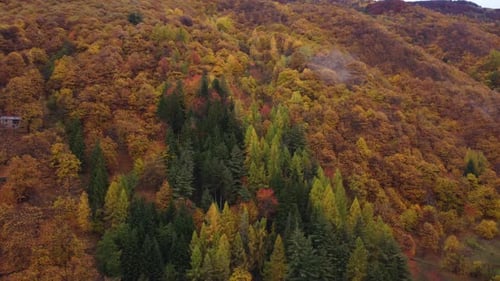Autumn Forest Aerial View