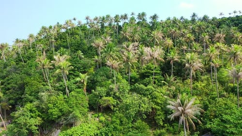 tall coconut palm trees and exotic vegetation on the coast hill. The Philippines.