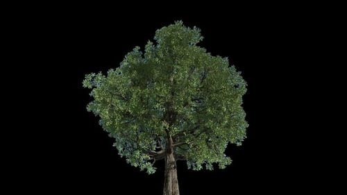 Material de árbol único 4