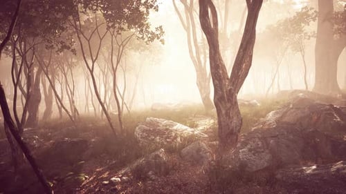 Sunrays in a Forest on a Hazy Morning