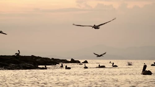 Costa Rica Birds and Wildlife, Brown Pelican (pelecanus occidentalis) Feeding Frenzy, Amazing Animal
