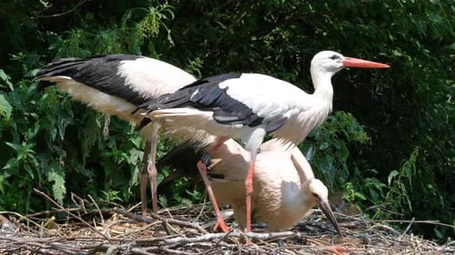 Group of white storks eating outdoors at nest during sunny day,close up slow motion shot