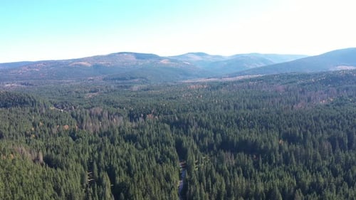Flying Over the Canopy of Pine Trees, Evergreen Forest. Aerial Drone View
