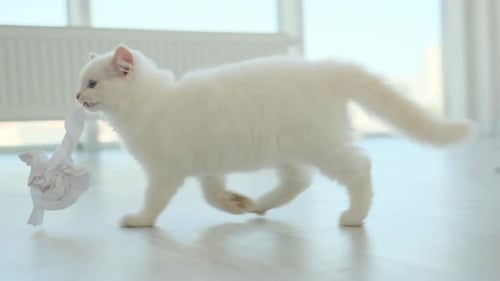 White Kitten Carries Paper in its Mouth