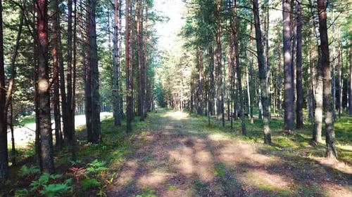 Morning In A Pine Forest