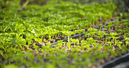 Potted Plants in Greenhouse