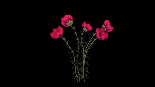 Animated Red Flowers Blooming Botanical Growth