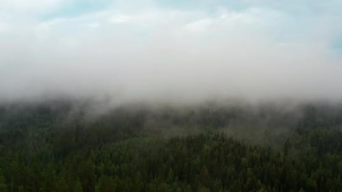 Panoramic View of Lush Green Forest with an Area Covered By Thick Fog
