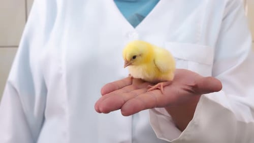 Farm with Chickens. Woman in a White Coat Holding a Small Chicken in Her Hand.