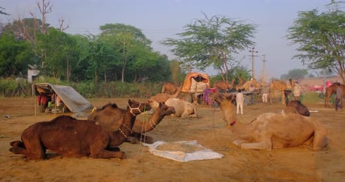 Camels at Pushkar Mela Camel Fair Festival in Field Eating Chewing at Sunrise, Pushkar, Rajasthan