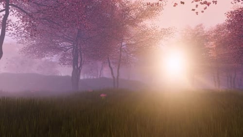 Flowering Sakura Cherry Tree In Spring With Sunset