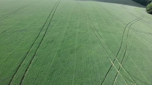 Green cultivated agriculture fields.
