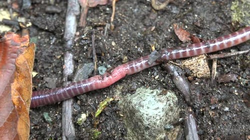 Regenwurm am Boden