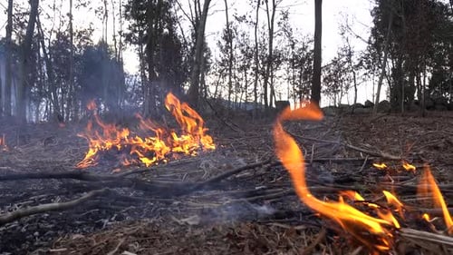 Forest Fire