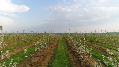 Aerial View Of The Garden Of Blooming Fruit Trees.
