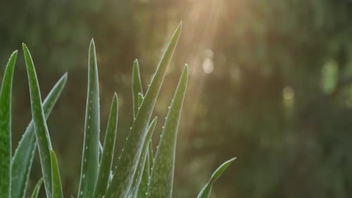 Aloe Vera Plant with Sunbeams