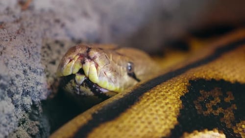 reticulated python tongue flicking slow motion closeup